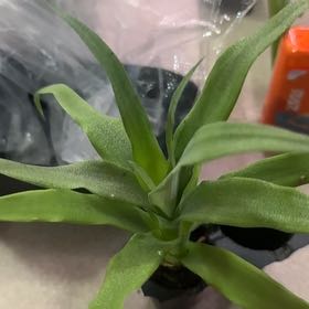 Photo of the plant species Pineapple 'Florida Special' by @mericaman named Remington on Greg, the plant care app