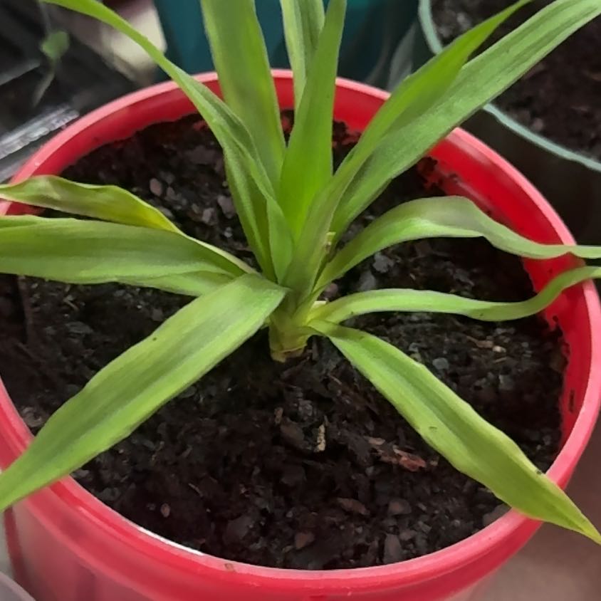 Photo of the plant species Pineapple 'Florida Special' by @mericaman named Harper on Greg, the plant care app