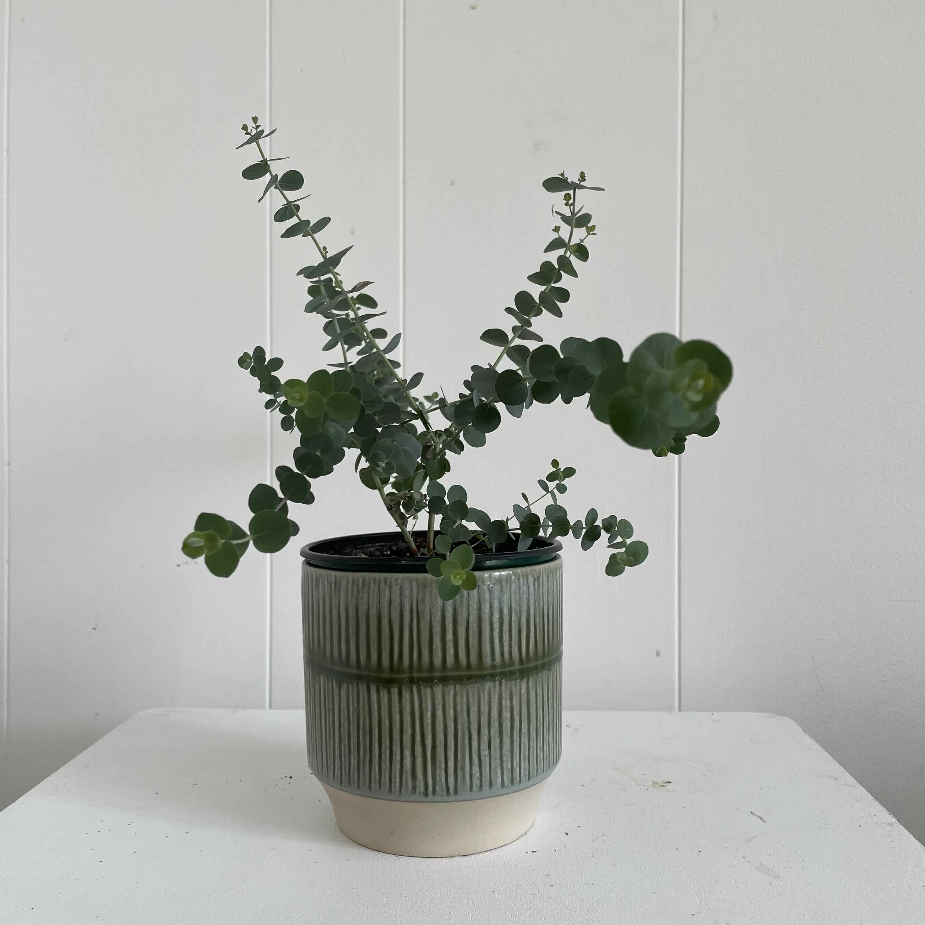 Healthy, thriving Silver Dollar Tree plant with round green leaves in a green ceramic pot on a white surface.