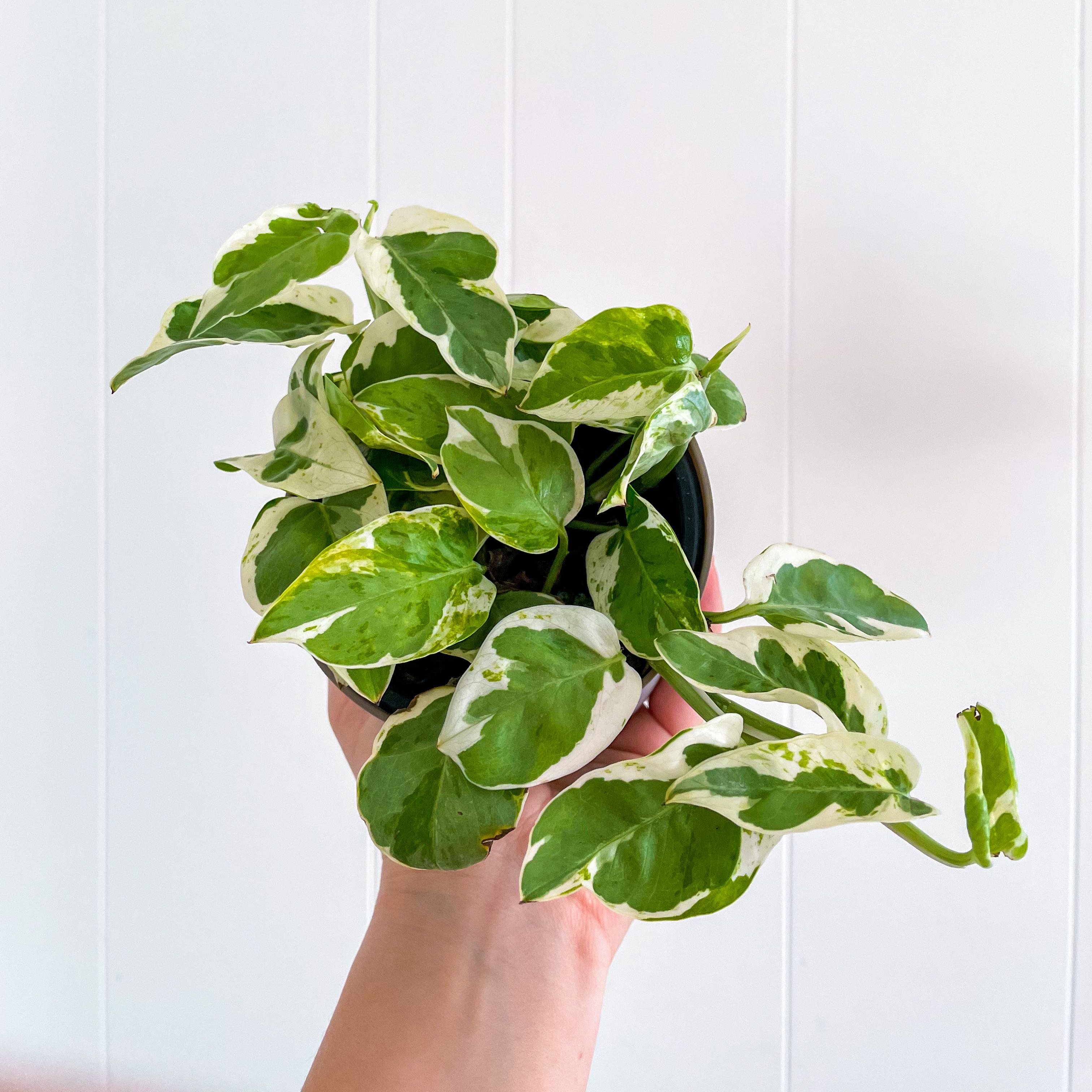 Photo of the plant species Pearls and Jade Pothos by @Ju_lie_v named Jade on Greg, the plant care app
