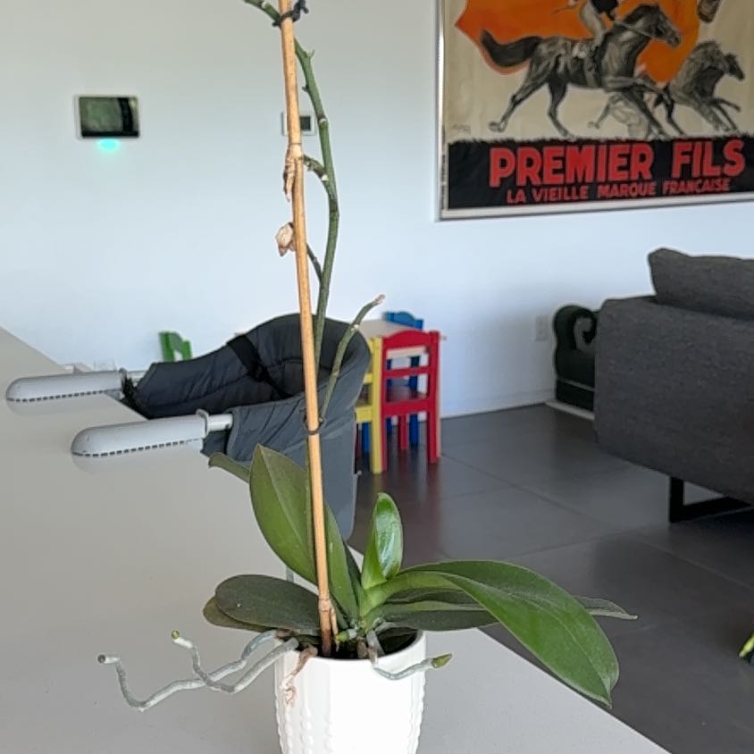 Photo of the plant species Orchid by @DeterminedBasil named Treeyoncé on Greg, the plant care app