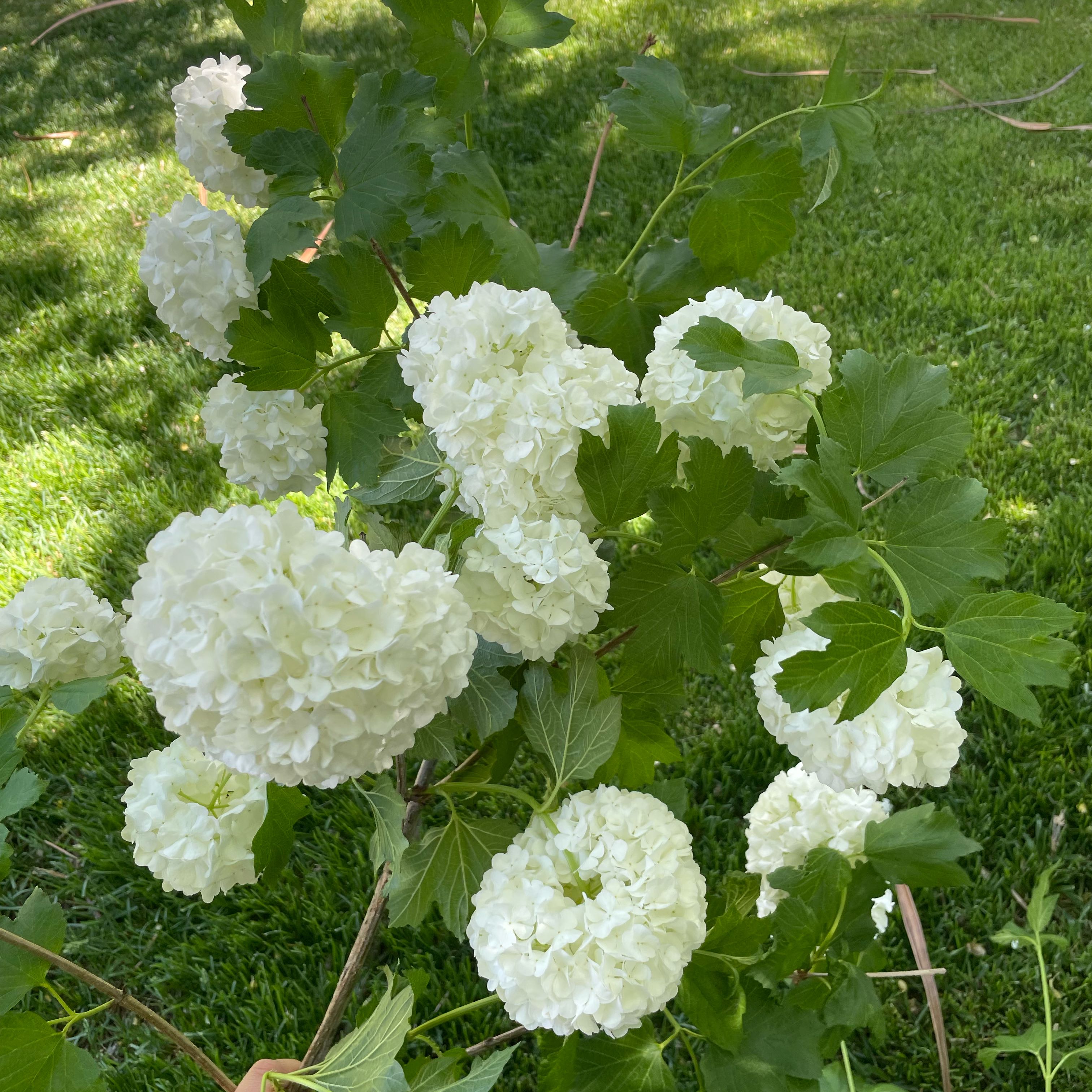 Photo of the plant species Alexanders by @LuxuryTagetes34 named Bieber on Greg, the plant care app