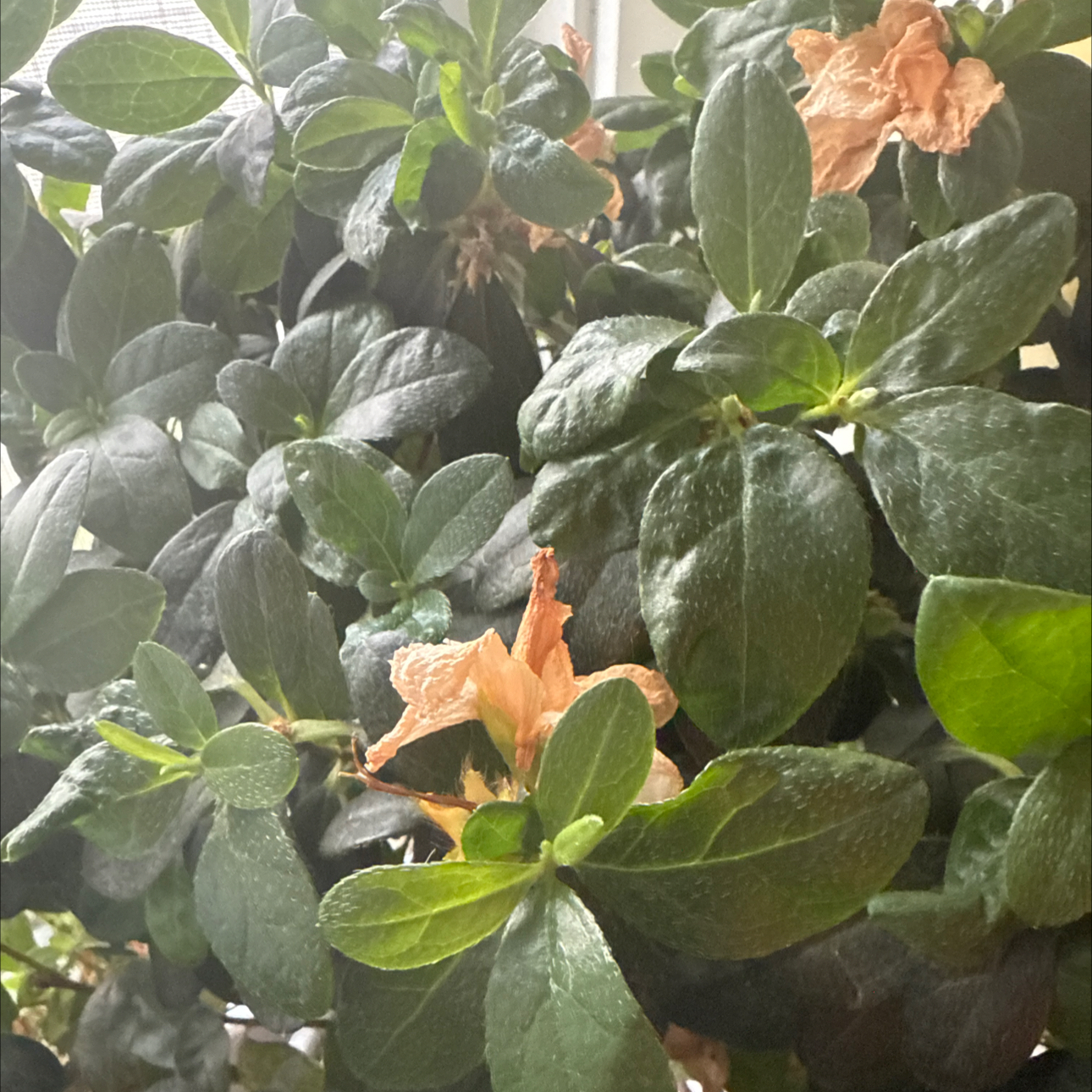 Photo of the plant species Azalea by @HotBentgrass62 named Oscar on Greg, the plant care app