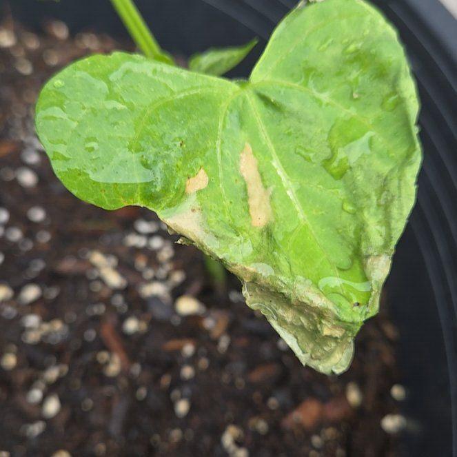 Photo of the plant species Green Beans by @RadEncina8 named Shakira on Greg, the plant care app