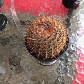 Photo of the plant species Parodia x erubescens by @NewErophaca47 named Queen on Greg, the plant care app