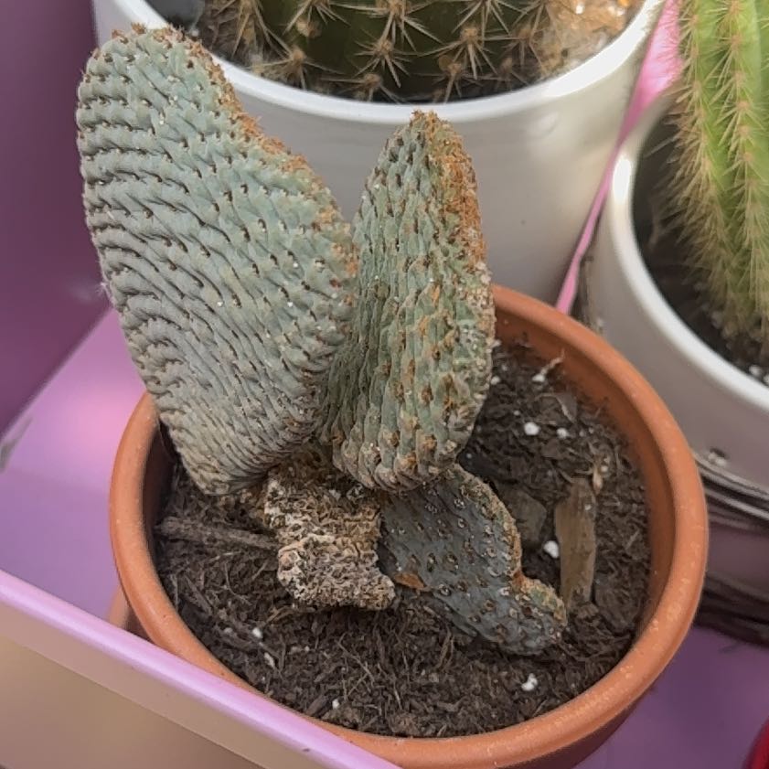 Photo of the plant species Bakersfield Beavertail Cactus by @NewErophaca47 named Darwin on Greg, the plant care app