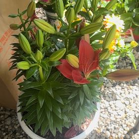 Photo of the plant species Orange Lily by @NewErophaca47 named Sanders on Greg, the plant care app
