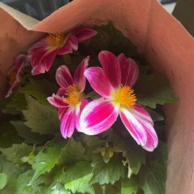Photo of the plant species Garden Dahlia by @NewErophaca47 named Surya on Greg, the plant care app