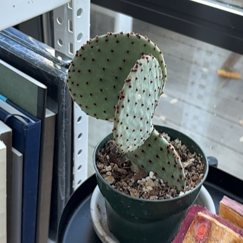 Photo of the plant species Blind Prickly Pear by @Andypressman named Robert Plant on Greg, the plant care app