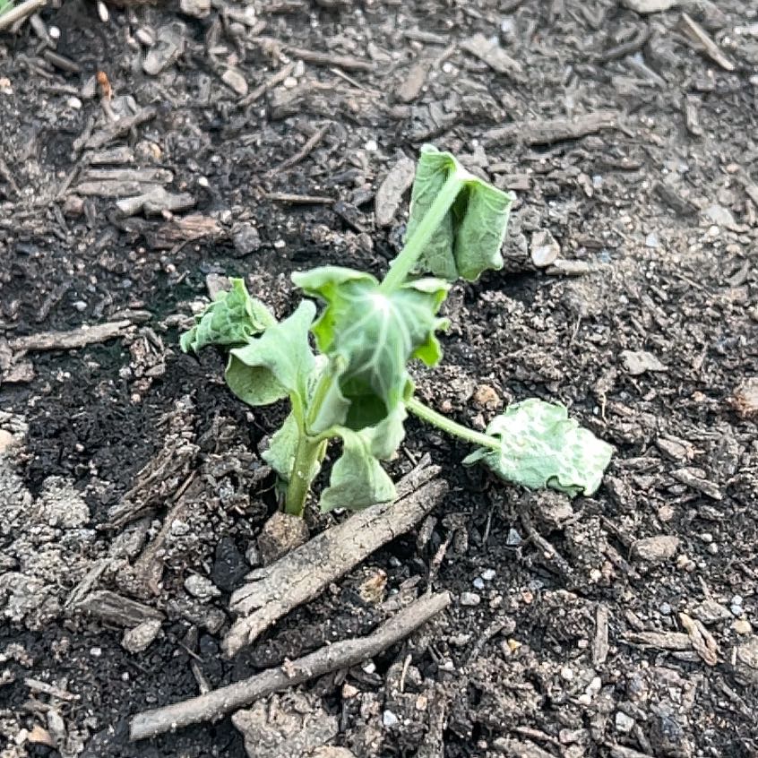 Photo of the plant species Crimson Sweet Watermelon by @ZanyJubaea79 named Michelle Branch on Greg, the plant care app