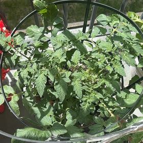 Photo of the plant species Big Beef Tomato by @LovelyMitrealoe named McKinley on Greg, the plant care app