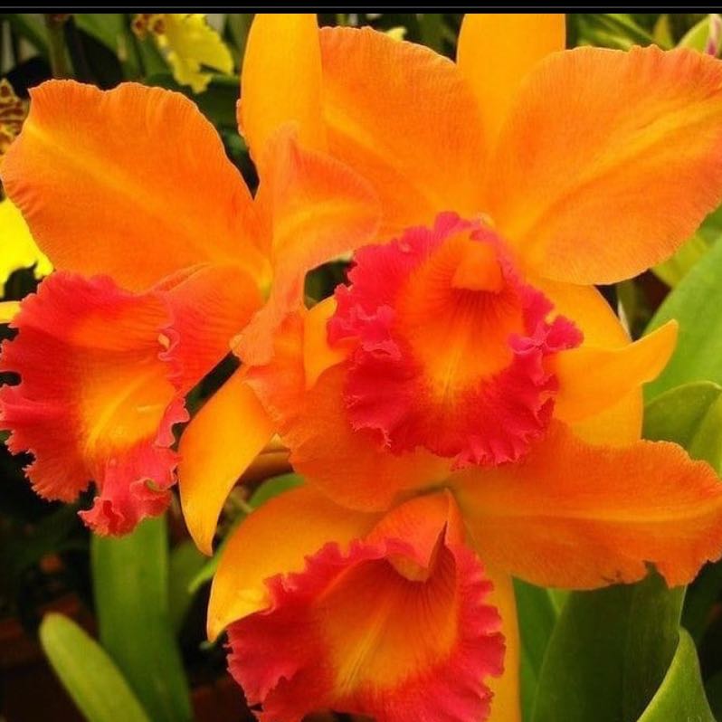 Photo of the plant species Cattleya Orchid by @LovelyMitrealoe named Sol on Greg, the plant care app