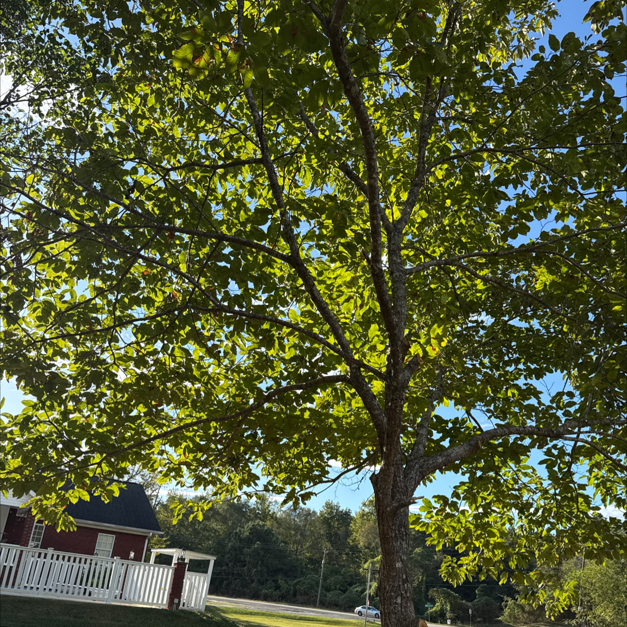 Photo of the plant species Spanish Chestnut by @DaringSoftcane named Tree Diddy on Greg, the plant care app