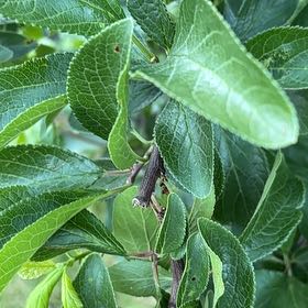 Photo of the plant species Blackthorn by @YesCactus51 named Harry on Greg, the plant care app