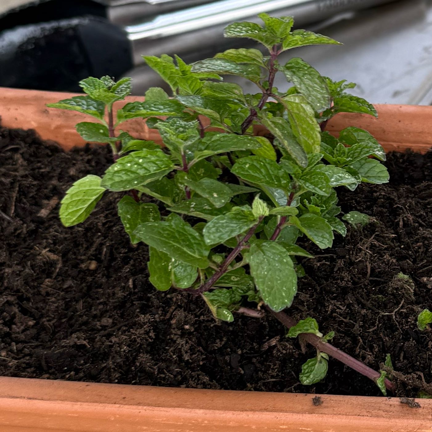 Photo of the plant species Moroccan Mint by @MajorRimu named Mando on Greg, the plant care app