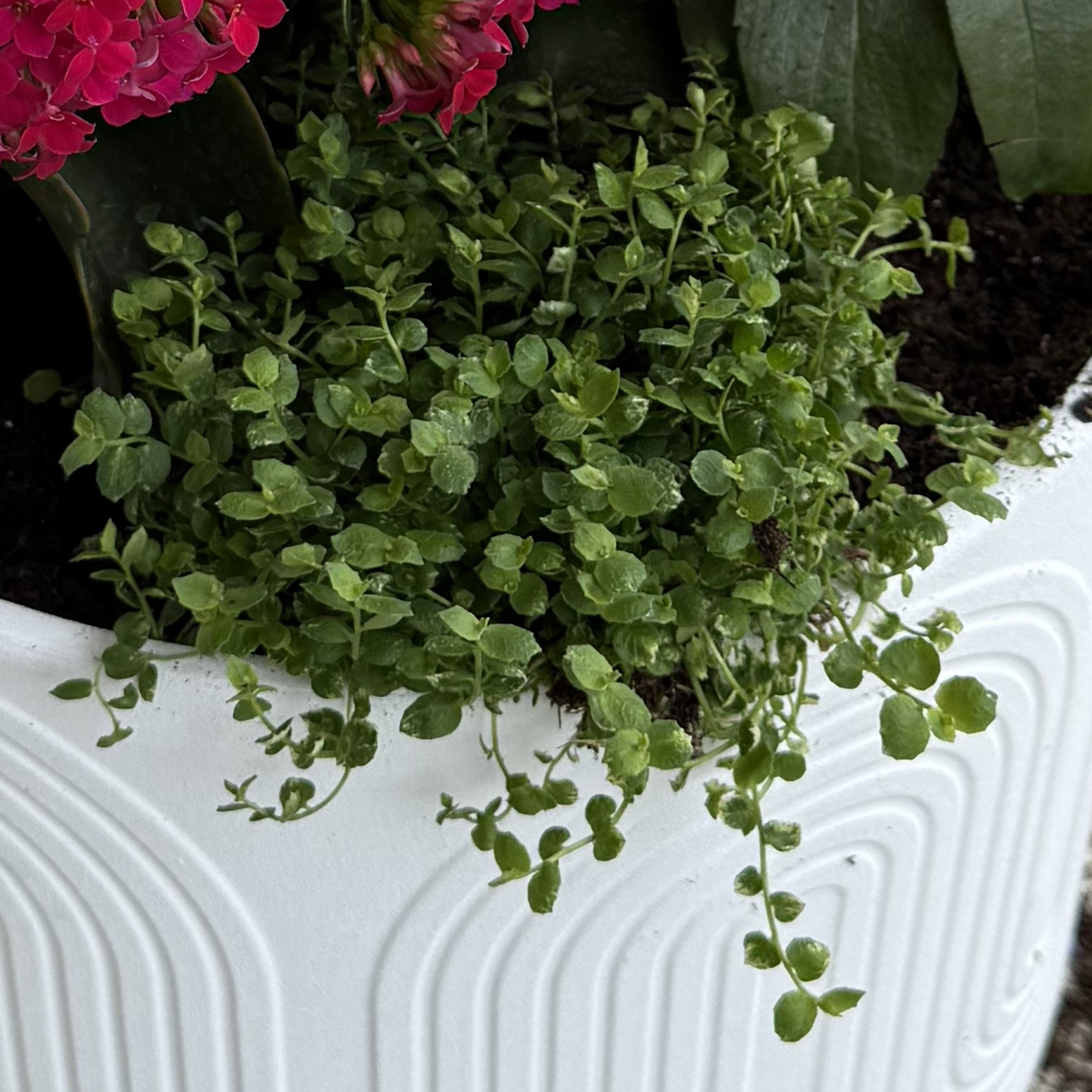 Photo of the plant species Blue Star Creeper by @MajorRimu named Luna on Greg, the plant care app