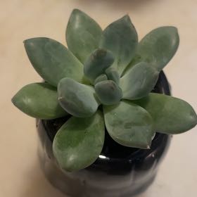 Photo of the plant species Pachyphytum aquamarine? by @LargeCordmoss46 named Clooney on Greg, the plant care app