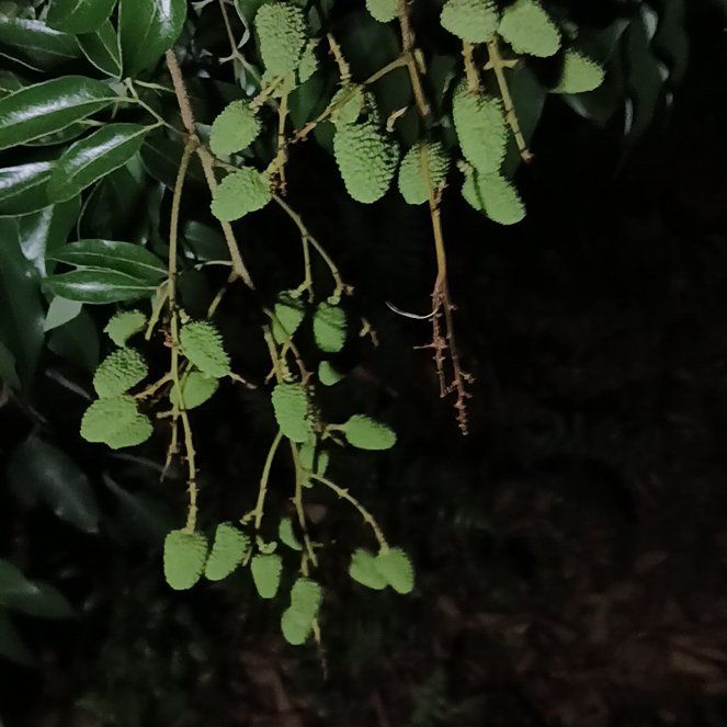 Photo of the plant species Kōwhai by @GoodRedlion72 named Doja Cat on Greg, the plant care app