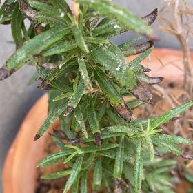Photo of the plant species Common Gum Cistus by @MellowCat53 named Pax on Greg, the plant care app