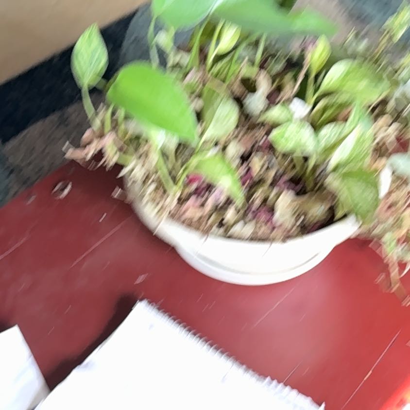 Photo of the plant species Lamium Purpureum by @GeniusPalmier62 named Robert Plant on Greg, the plant care app