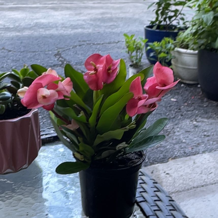 Photo of the plant species Crown of Thorns 'Bicolor' by @FrontpageDill72 named Marilyn on Greg, the plant care app