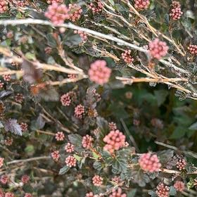 Photo of the plant species Zarzamora by @DazzlingAgboy53 named Stella on Greg, the plant care app