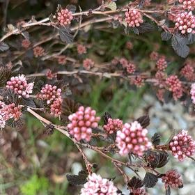 Photo of the plant species Zarzamora by @DazzlingAgboy53 named Gomez on Greg, the plant care app