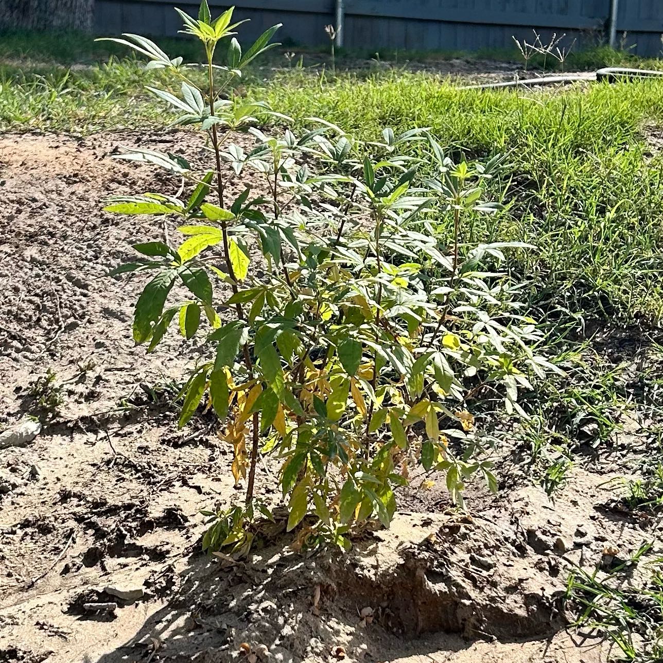 Photo of the plant species Pink Vitex by @HipSoftbrome87 named Aristotle on Greg, the plant care app