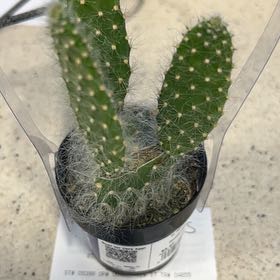 Photo of the plant species Opuntia by @PrinceMum40 named Rick The Prick on Greg, the plant care app