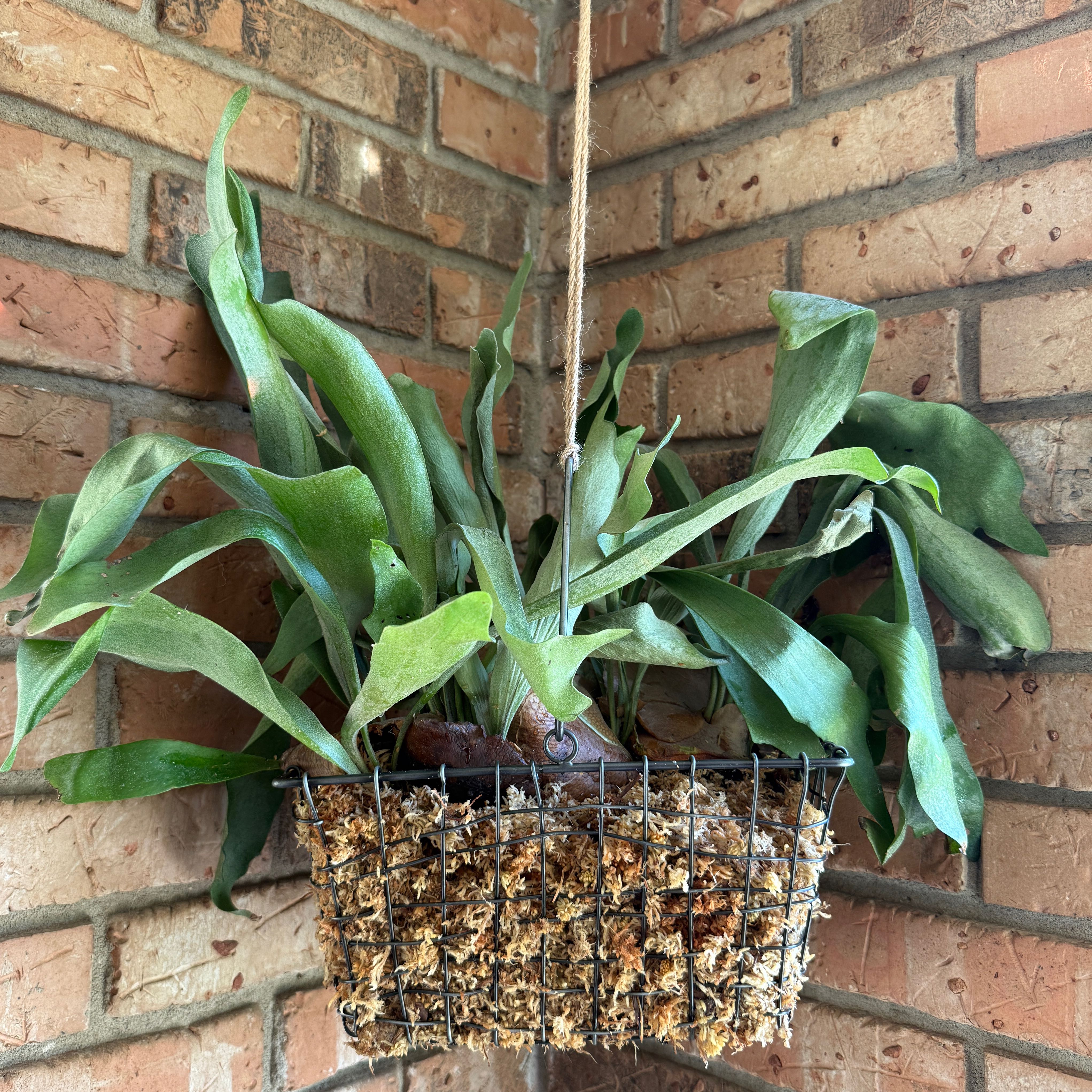 Photo of the plant species platycerium netherlands by @Fenestration named Staghorn Fern on Greg, the plant care app