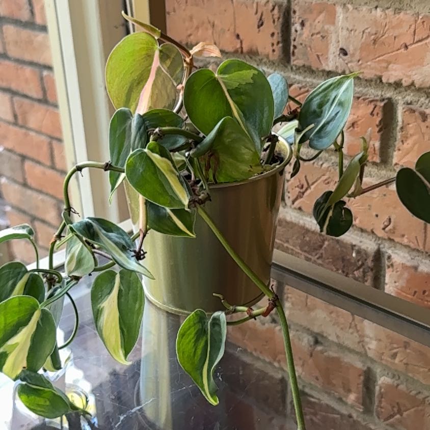 Photo of the plant species philodendron silver stripe by @Fenestration named Hamilton on Greg, the plant care app