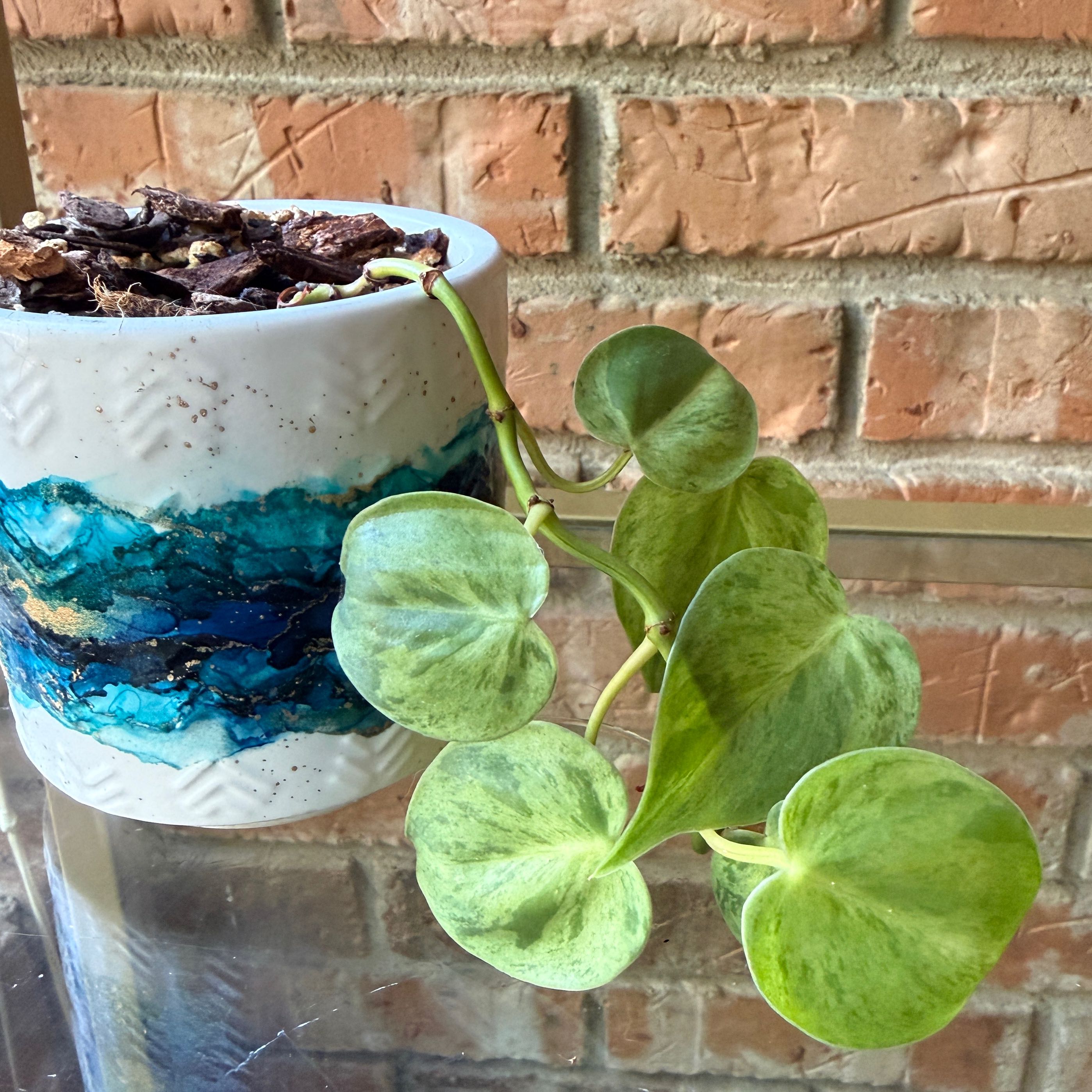 Photo of the plant species Variegated Heartleaf Philodendron by @Fenestration named Shakira on Greg, the plant care app