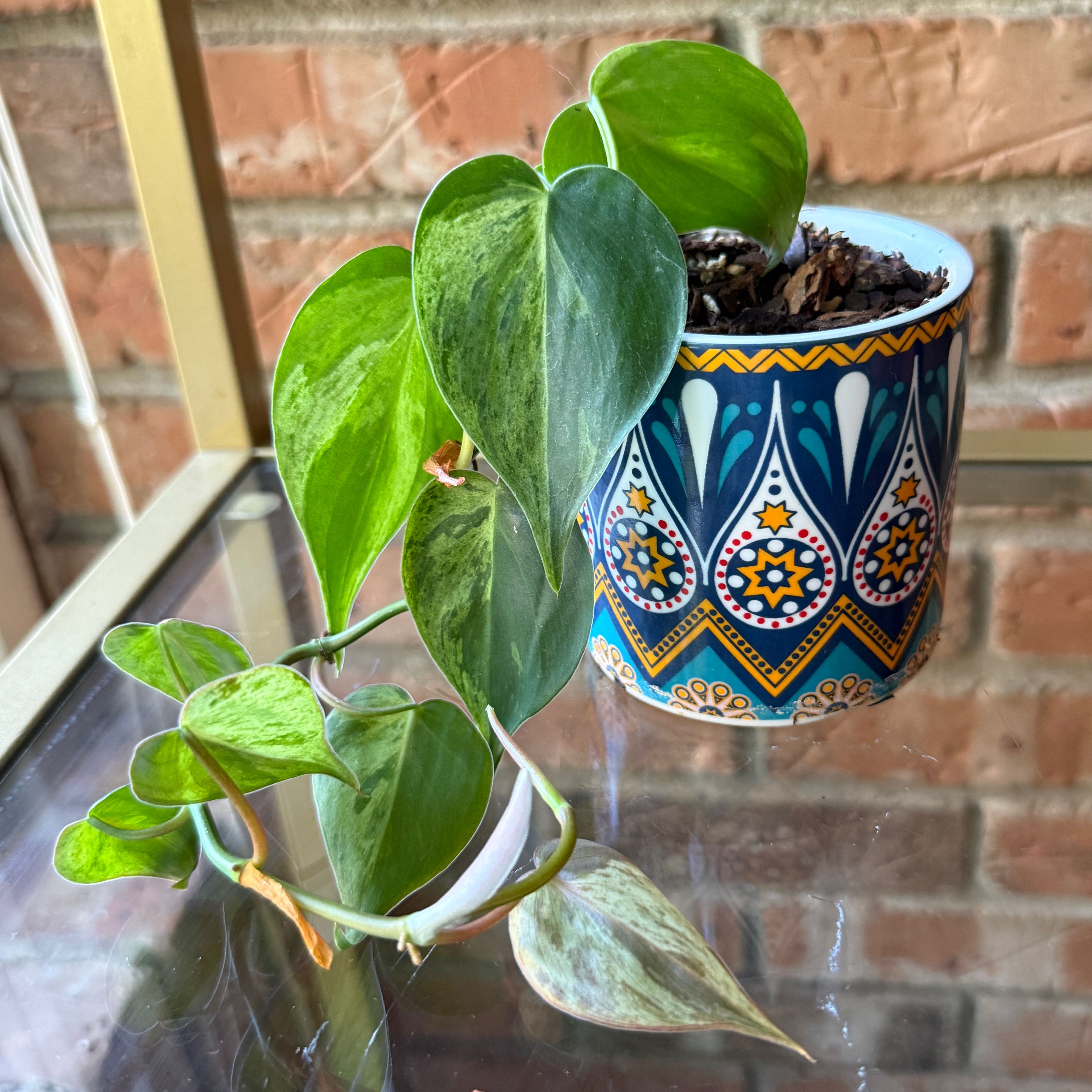 Photo of the plant species Variegated Heartleaf Philodendron by @Fenestration named Bigleef Smalls on Greg, the plant care app