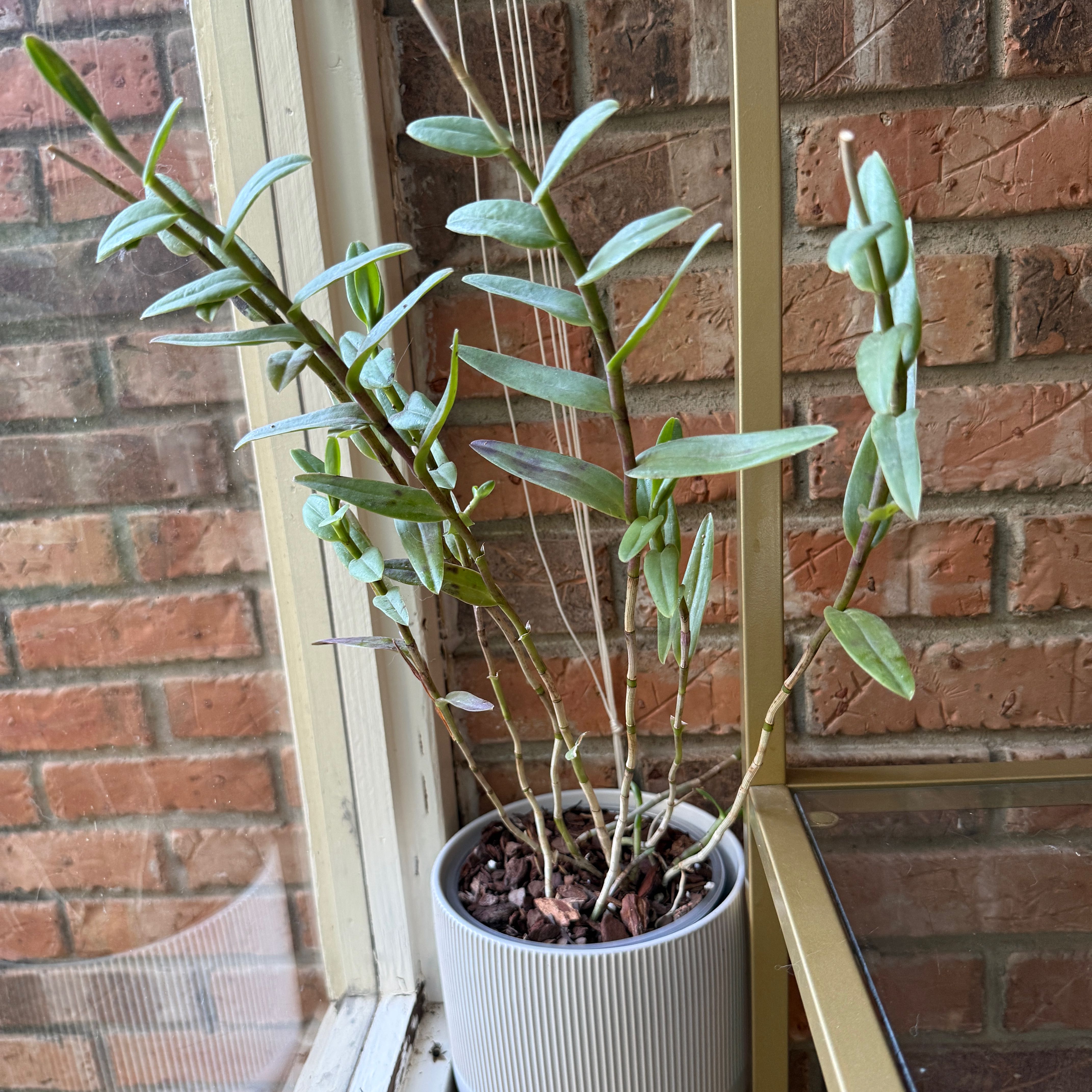 Photo of the plant species Fire Star Orchid by @Fenestration named Hemingway on Greg, the plant care app