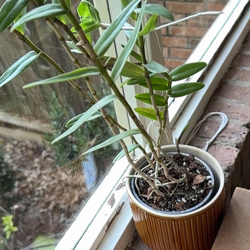 Photo of the plant species Fire Star Orchid by @Fenestration named Doja Cat on Greg, the plant care app