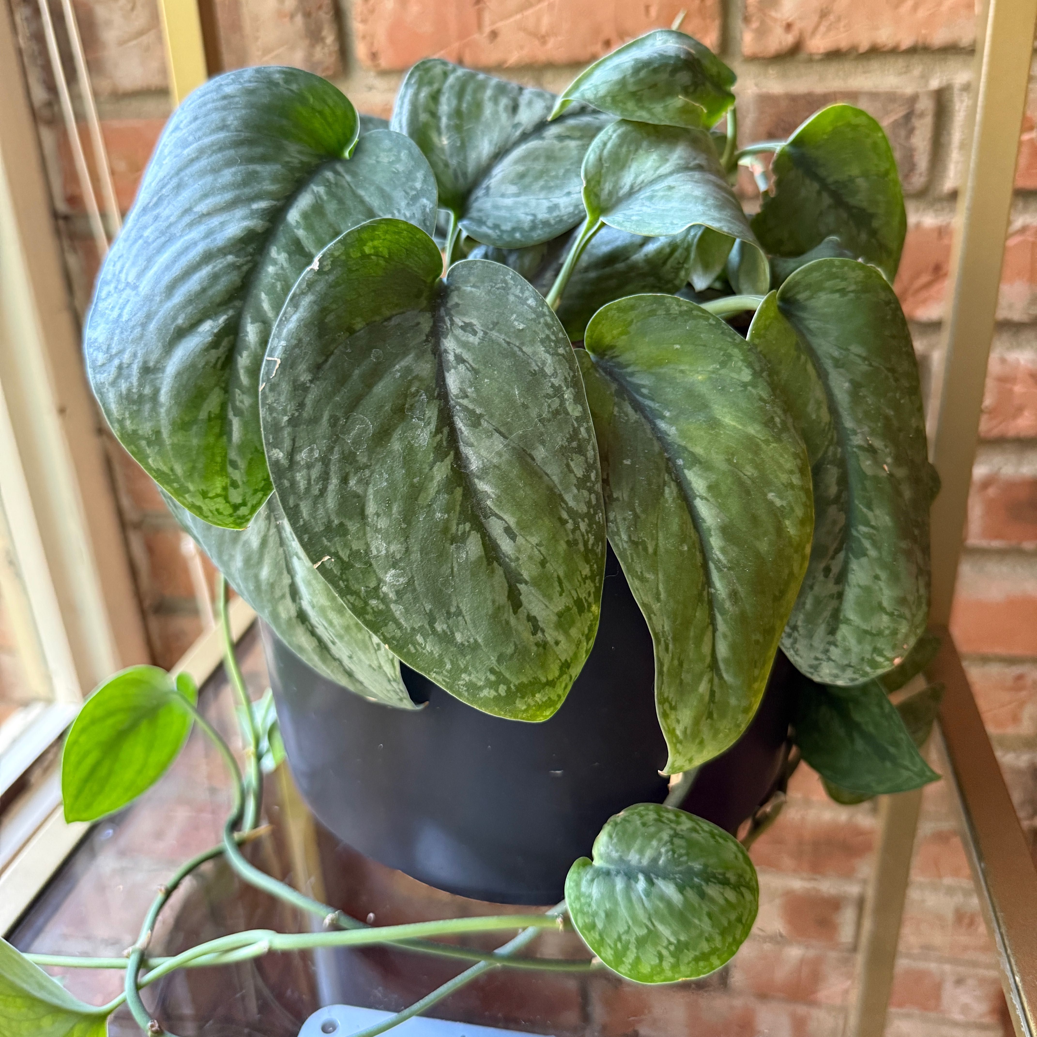 Photo of the plant species Scindapsus 'Mount Salak' by @Fenestration named Apollo on Greg, the plant care app