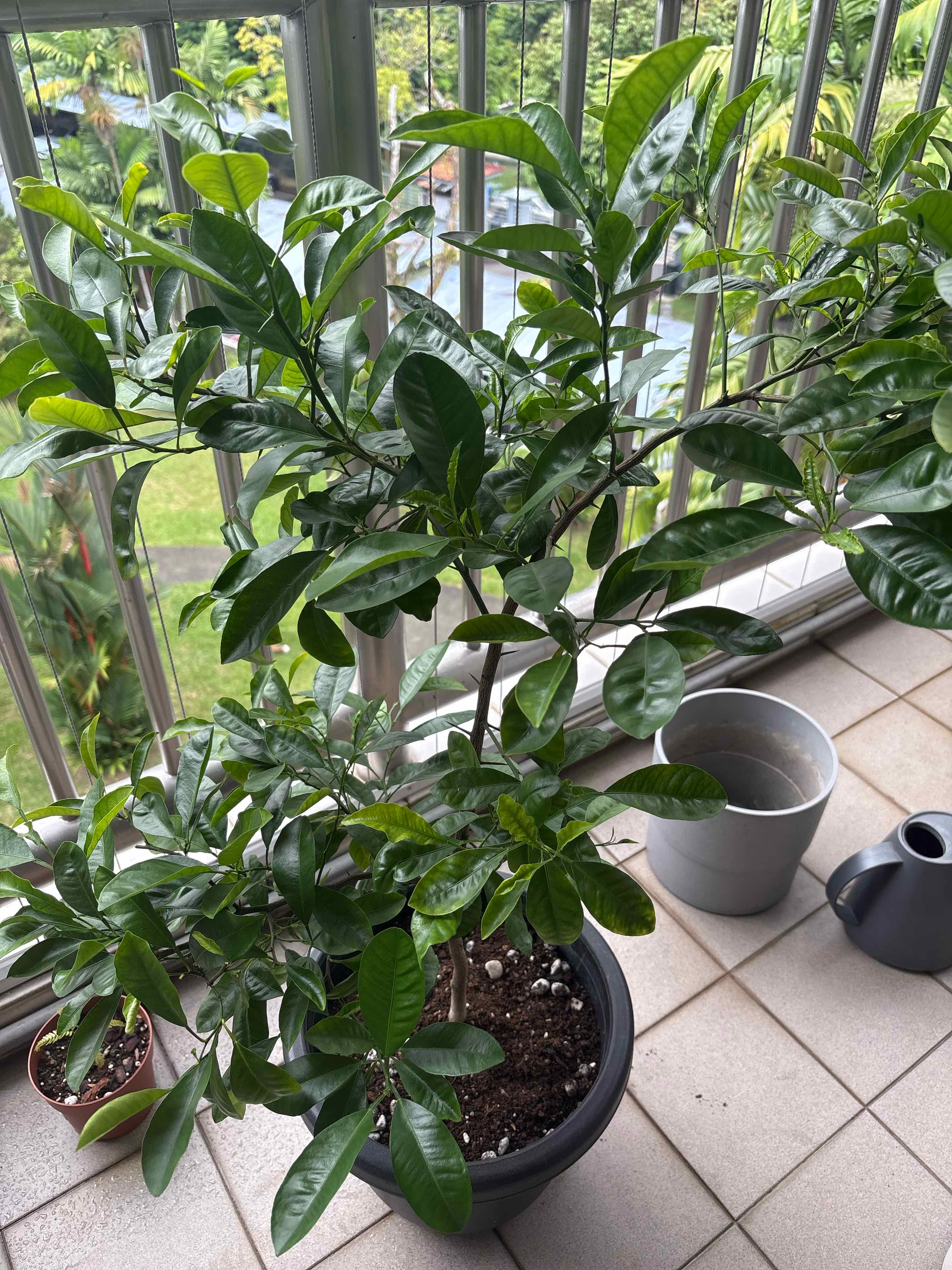 Photo of the plant species Lemon and Lime Tree by @ProMossfern18 named Terra on Greg, the plant care app