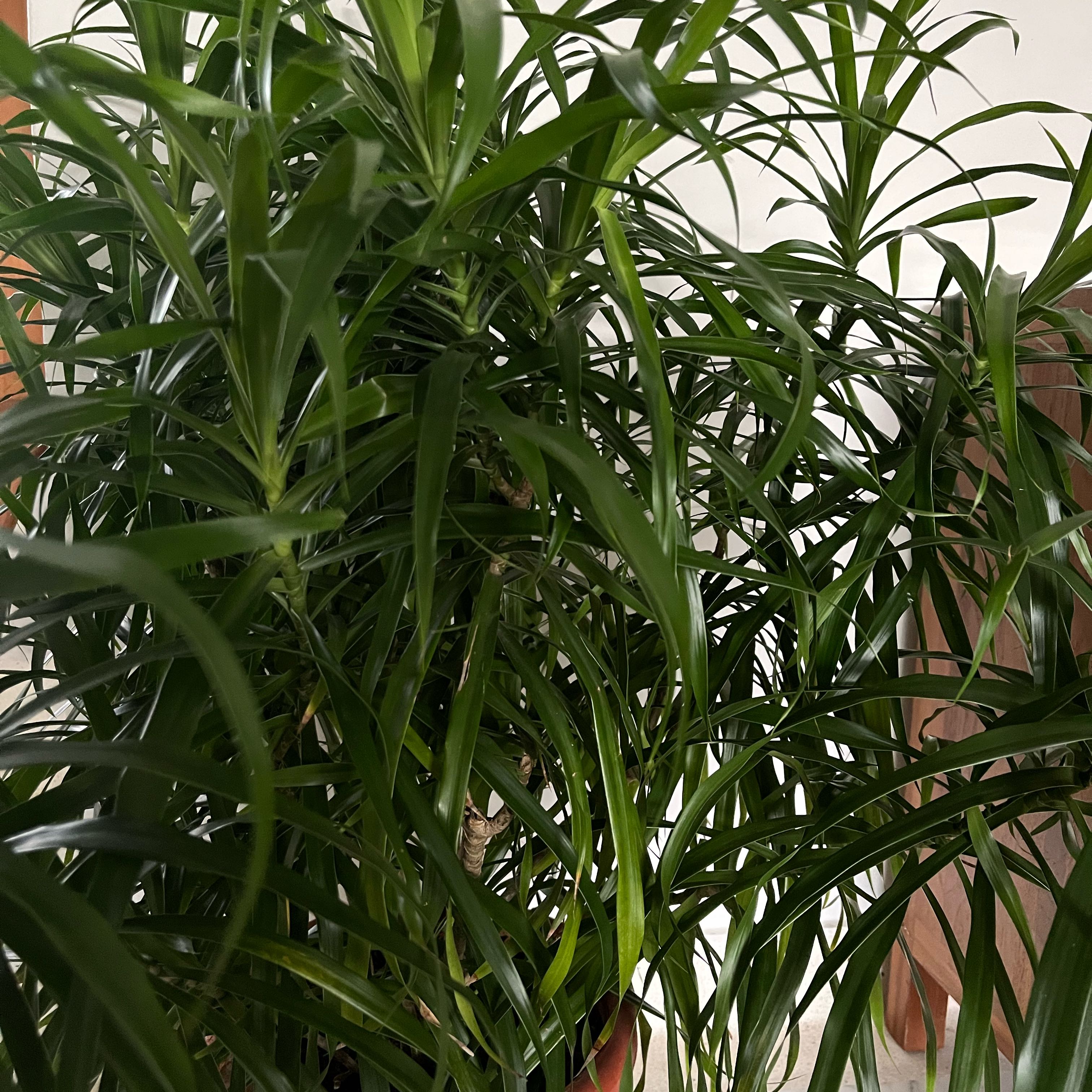 Photo of the plant species Dracaena 'Anita' by @ProMossfern18 named Homer on Greg, the plant care app
