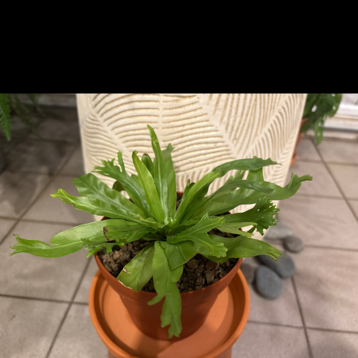 Photo of the plant species Chrissy Fern by @ProMossfern18 named Sahara on Greg, the plant care app