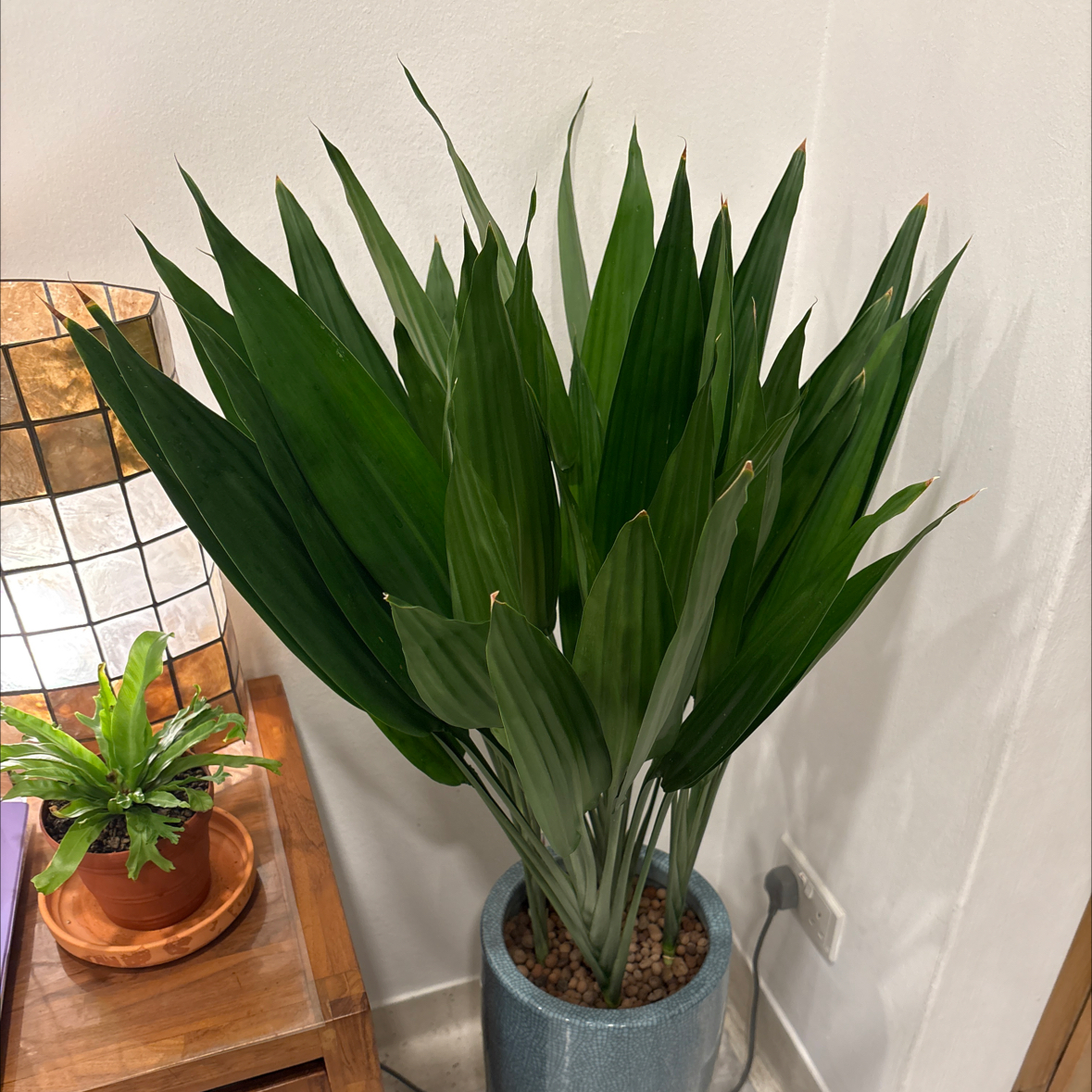 Photo of the plant species Dracaena aubryana by @ProMossfern18 named Leonardo on Greg, the plant care app