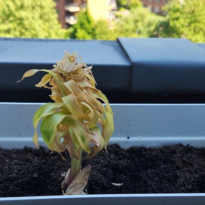 Photo of the plant species Fritillary by @ZestMiro18 named Fernie Mercury on Greg, the plant care app