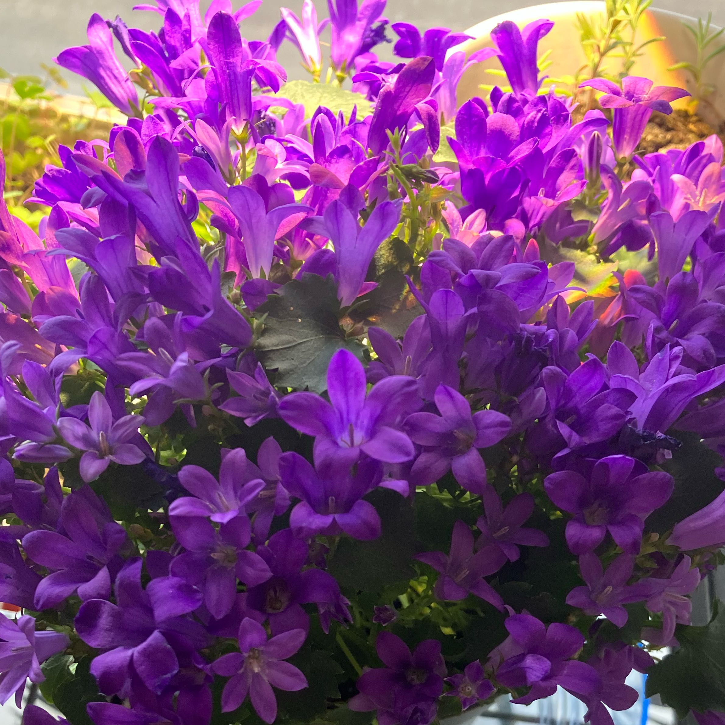 Photo of the plant species Peach-Leaf Bellflower by @QuotablePilea35 named Bodhi on Greg, the plant care app