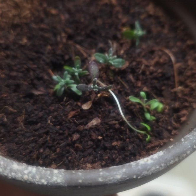 Photo of the plant species Lavendar by @lunarnoodle named Sproutacus on Greg, the plant care app