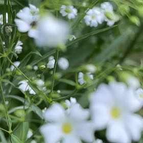 Photo of the plant species Snow-in-Summer by @FullNoblefir5 named Oscar on Greg, the plant care app