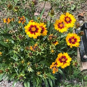 Photo of the plant species Great Blanket Flower by @FullNoblefir5 named Leonardo on Greg, the plant care app