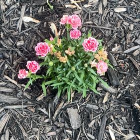 Photo of the plant species Dianthus 'Oscar Peach Edge' by @GemBorage69 named Oscar on Greg, the plant care app