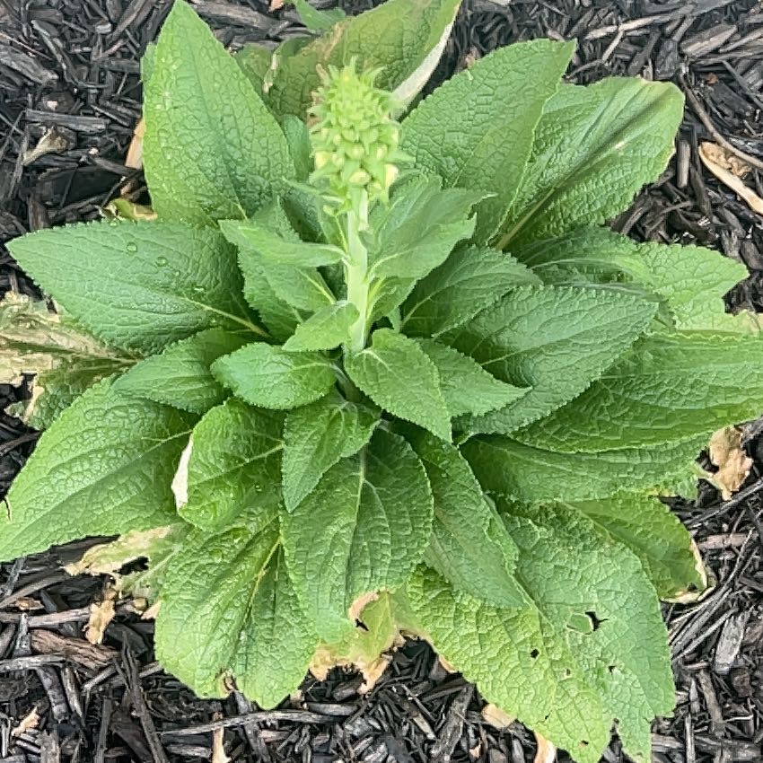 Photo of the plant species Dalmatian White Foxglove by @GemBorage69 named Mochi on Greg, the plant care app