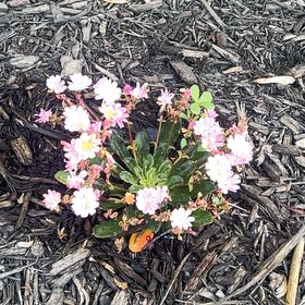 Photo of the plant species Cliff Maids by @GemBorage69 named Cliffy on Greg, the plant care app