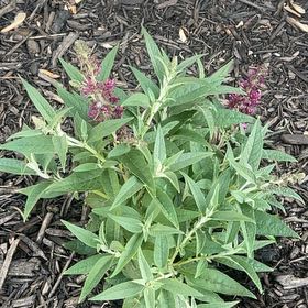 Plant care for Buddleia White Profusion on Greg, the plant care app