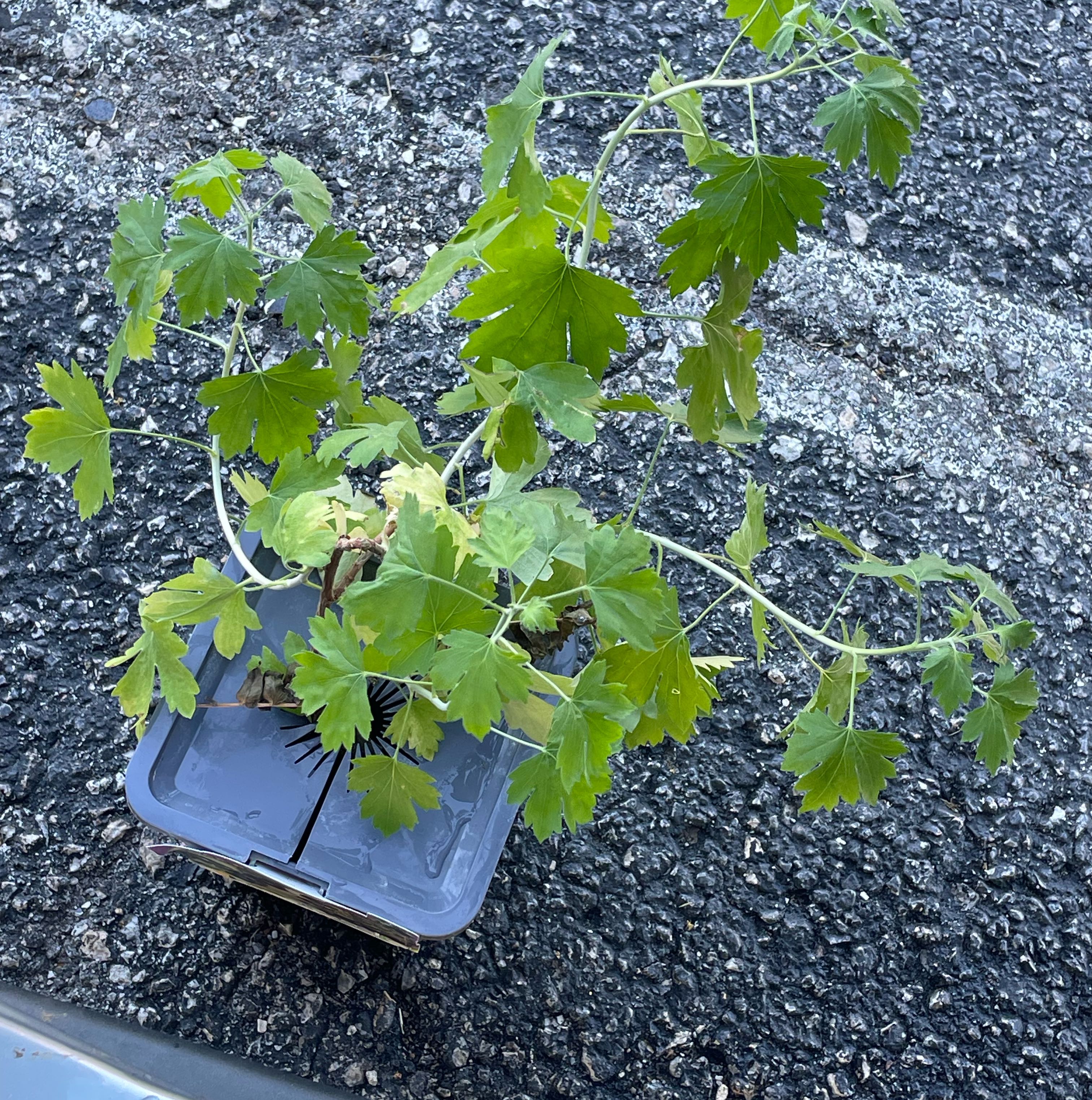 Photo of the plant species American Black Currant by @NoblyTexasplume named Black current on Greg, the plant care app